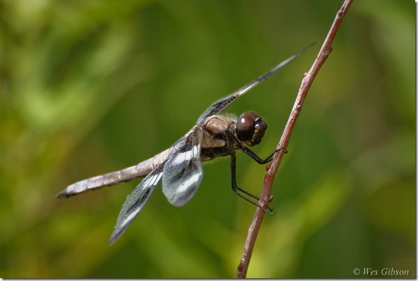 Twelve-spotted Skimmer (Libellula pulchella) Dragonfly