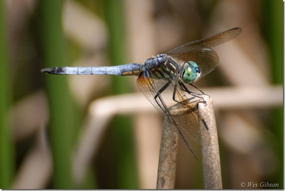 Blue Dasher (Pachydiplax longipennis) Dragonfly
