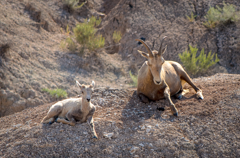 Bighorn Sheep Ewe with Lamb in the Badlands