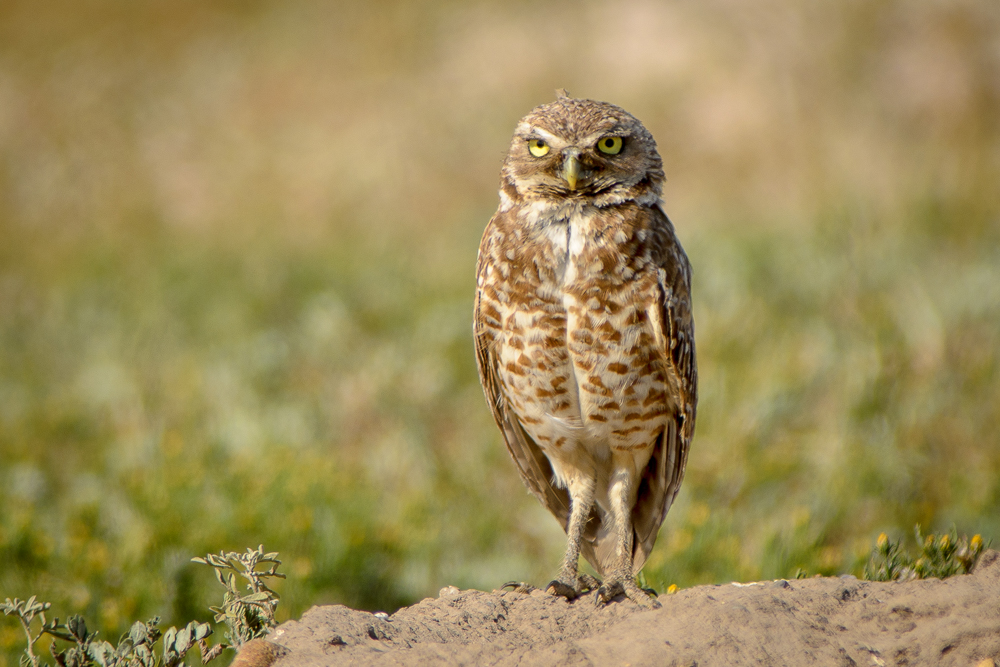 Burrowing Owl in the Badlands