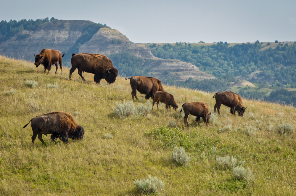 Bison Herd on Hillside
