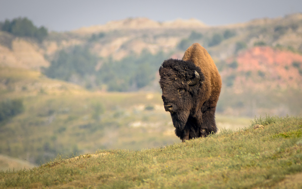 Bison Bull Coming Over Rise