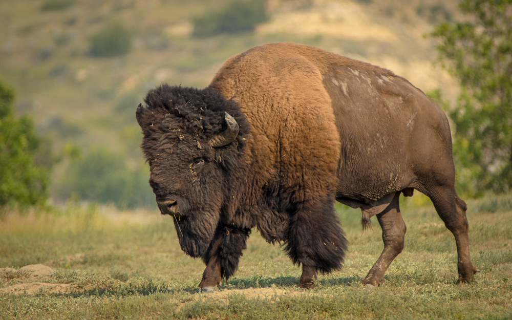 Bison Bull Roaming the Prairie